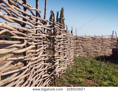 Wicker Fence Made Of Flexible Wood (willow Or Hazel). The Texture Of The Trunk Of A Natural Tree. Th