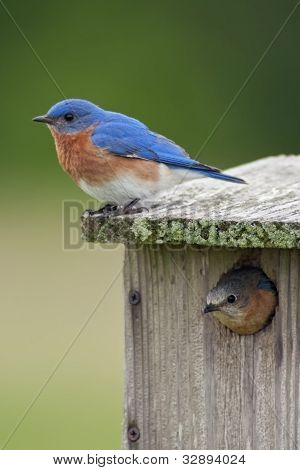 To Bluebirds med hus