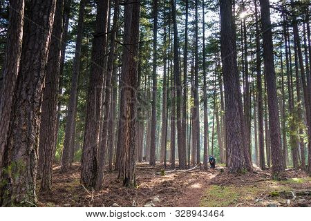 Trekking Foresta Pini Walk Into Forest Pine Trees