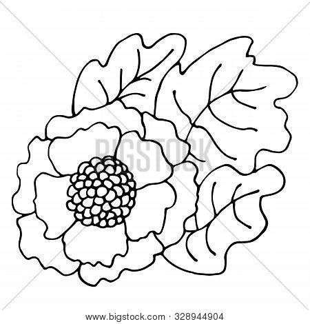 Ornamental Leavesand Flowers In Doodle Style. Hand Drawn Illustrations On White Background. Black Si