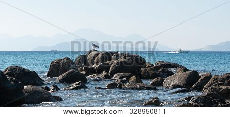 Palm, Royal Palm, Roystonea Regia, Kos, Greece, Mediterranean Sea, Coconut, Plant Species, Palm Fami