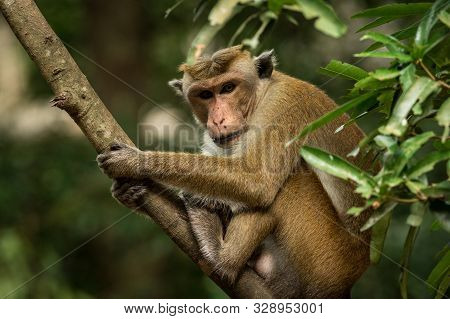 Toque Macaque (macaca Sinica) Monkeys Are A Group Of Old World Monkeys Native To The Indian Subconti