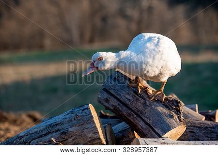 A White Adult Indoda Stands On The Firewood And Looks At The Camera. Countryside.