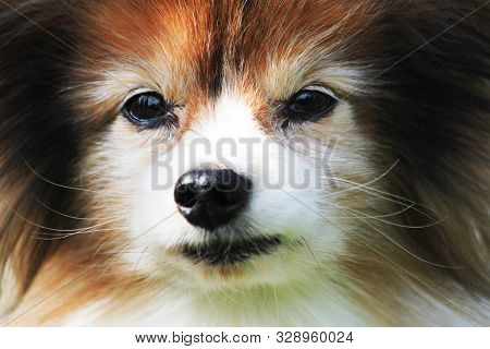 Face Of Phalene Dog