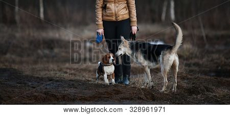 Two Dogs Having Fun At Meadow In Sunset