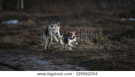 Two Dogs Having Fun At Meadow In Sunset