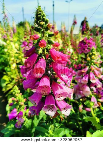 Digitalis Purpurea - Colorful Foxglove Flowers In The Green Garden