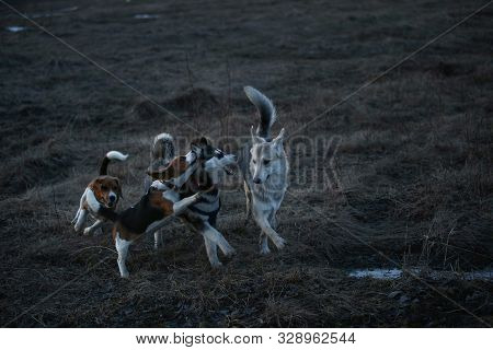 Two Dogs Having Fun At Meadow In Sunset