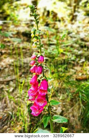 Digitalis Purpurea - Colorful Foxglove Flowers
