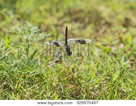 Closeup Detail Of Band-winged Dragonlet Dragonfly On Blade Of Grass