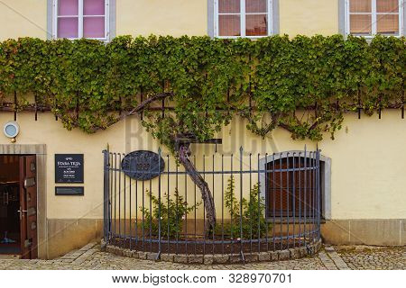 Maribor, Slovenia-september 24, 2019: The Oldest Vine In The World In Maribor. Stara Trta From Marib