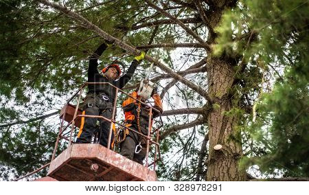 Arborist Men With Chainsaw And Lifting Platform Cutting A Tree.