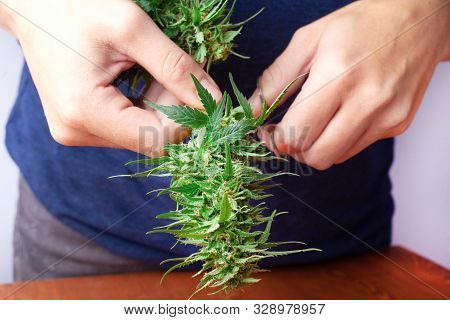 Grover Cuts Fresh Buds Of Medical Cannabis,trimming And Pruning   Marijuana On Wooden Table.