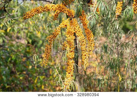 Branch Of Orange Sea Buckthorn Berries. Sea-buckthorn (hippophae Rhamnoides) On The Tree .sea Buckth