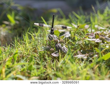 Closeup Detail Of Band-winged Dragonlet Dragonfly On Blade Of Grass