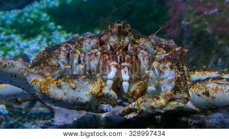 Close Up Shot Of Head Of Giant Japanese Spider Crab. Macrocheira Kaempferi