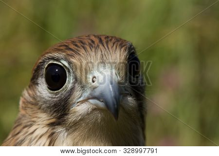Portrait Of A Young Kestrel Falcon (falco Tinnunculus) Closeup