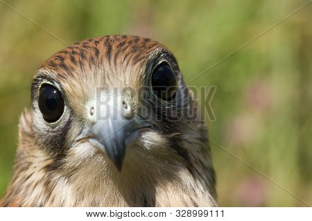 Portrait Of A Young Kestrel Falcon (falco Tinnunculus) Closeup