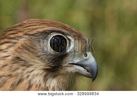 Portrait Of A Young Kestrel Falcon (falco Tinnunculus) Closeup
