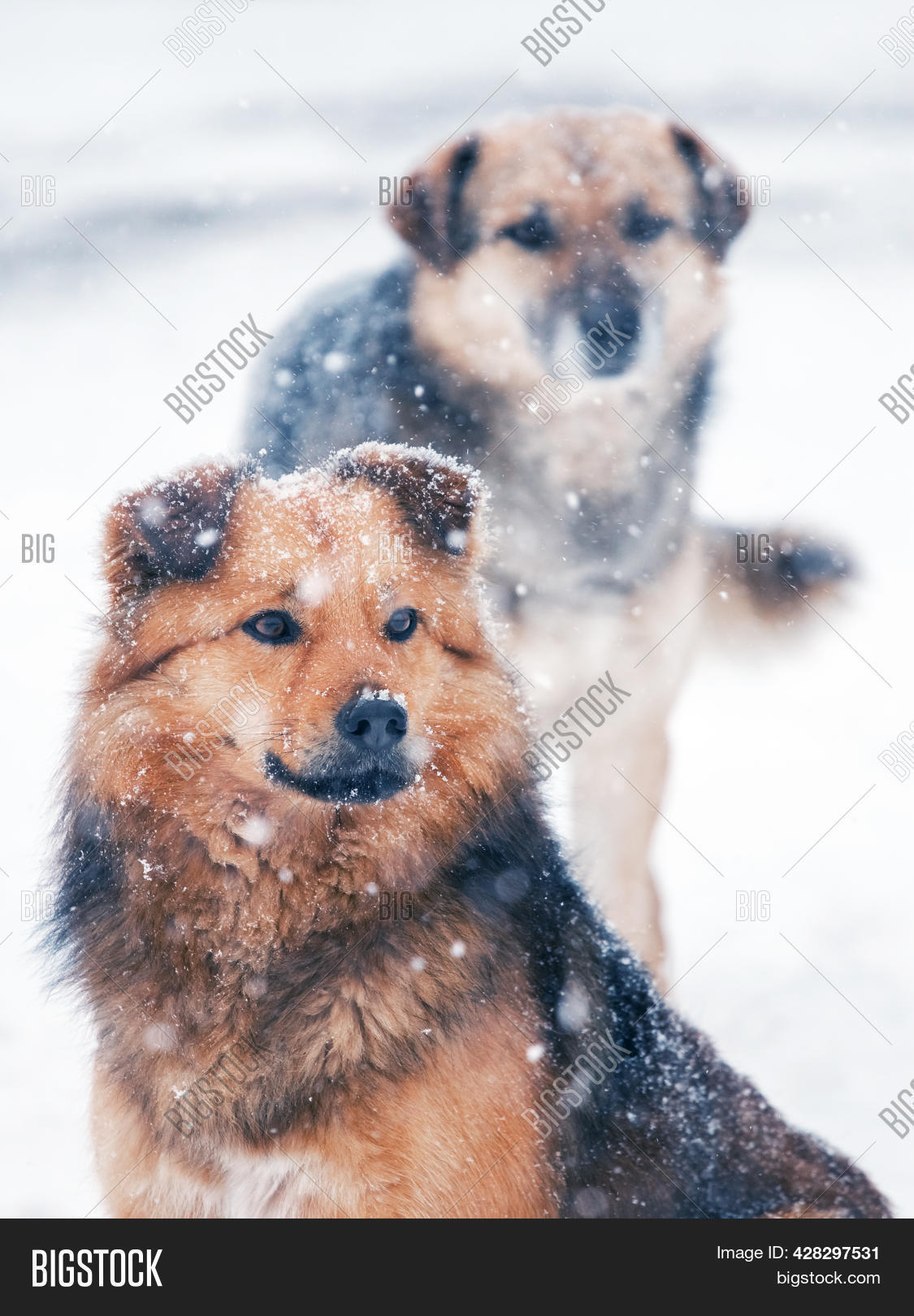Two Dogs Winter Snow Image & Photo (Free Trial) | Bigstock