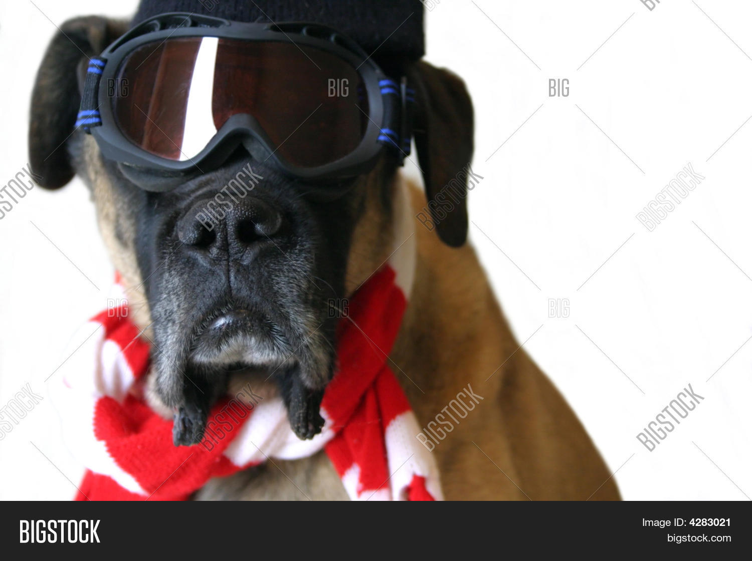 Dog Snow Goggles Image & Photo (Free Trial) Bigstock