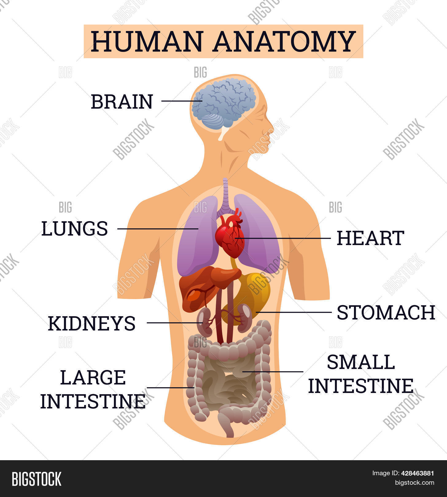 Internal Organs Human Image Photo Free Trial Bigstock Internal Organs Human Image Photo Free Trial Bigstock