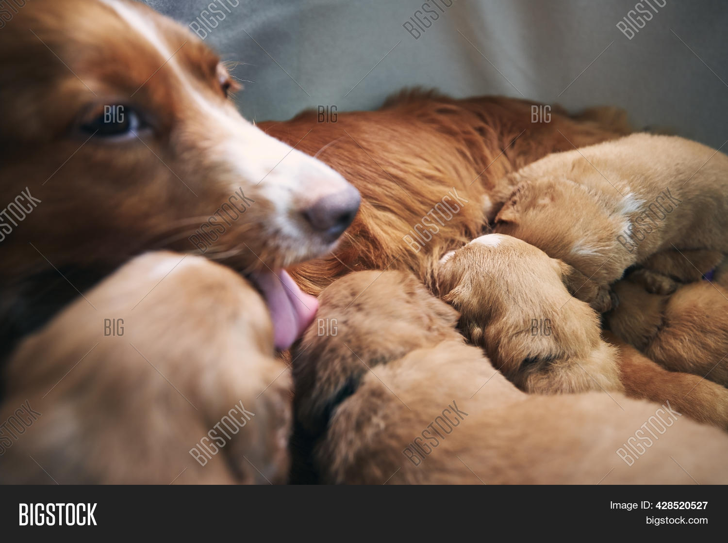 Female Dog Nursing Image & Photo (Free Trial) Bigstock