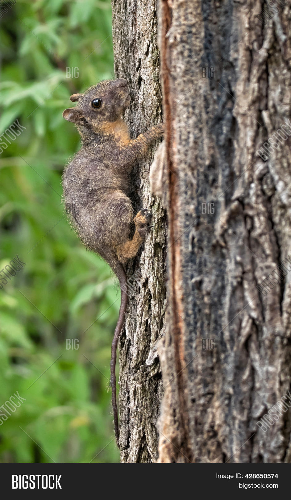 Baby Squirrel Mange Image & Photo (Free Trial) Bigstock