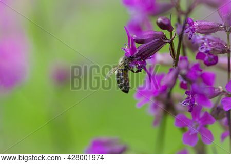 Bee On A Flower. European Bee Collects Nectar On A Pink Meadow Flower Viscaria Vulgaris. Honey Bee, 