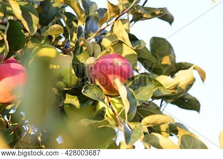 Ripe Red Apples Lit By The Sun Hang On A Tree Branch
