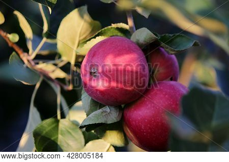 Ripe Red Apples Lit By The Sun Hang On A Tree Branch