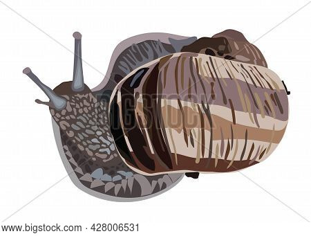 Grape Snail. Realism. Vector Stock Illustration Isolated On White Background.