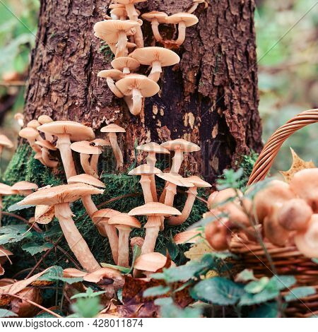 Autumn Honey Mushrooms On A Tree And In A Wicker Basket