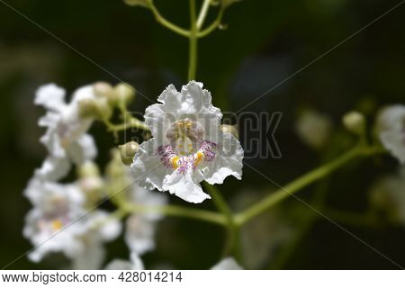Common Catalpa Flowers - Latin Name - Catalpa Bignonioides