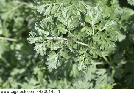 Common Wormwood Leaves - Latin Name - Artemisia Absinthium