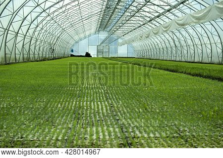 A Greenhouse For Growing Plants And Trees. A Modern Large Greenhouse With Spruce And Pine Seedlings.