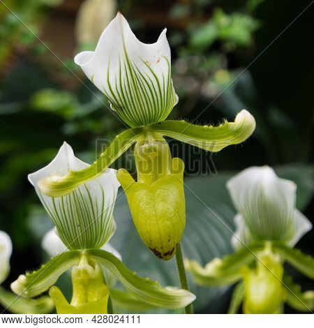 A Closeup Shot Of White Orchid Flowers Under Sunlight