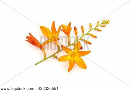 Crocosmia Crocosmiiflora Flower In Fully Bloom Isolated On White Background