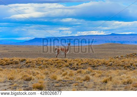 Landscape With Guanacas In Argentina On The Way To Fitzroy. Prairie Landscape On The Road To Fitzroy