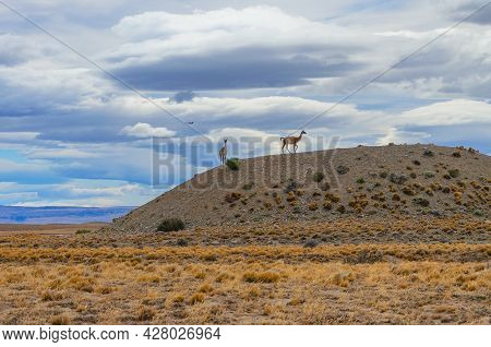 Landscape With Guanacas In Argentina On The Way To Fitzroy. Prairie Landscape On The Road To Fitzroy