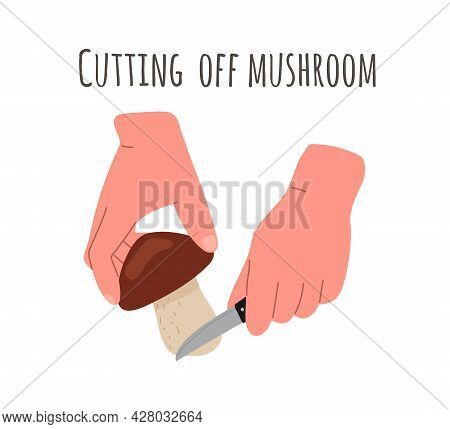Mushroom Harvest, Picking.gathering Mushrooms, The Method Of Cutting Mushrooms By The Root With A Kn
