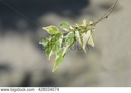 Small-leaved Elm Silvery Gem Branch - Latin Name - Ulmus Minor Silvery Gem