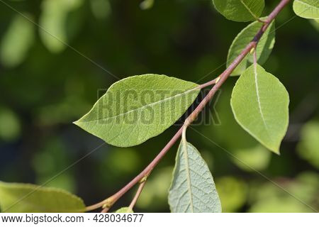 Kilmarnock Willow Leaves - Latin Name - Salix Caprea Kilmarnock