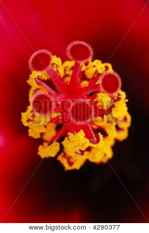 ハイビスカスの花マクロ