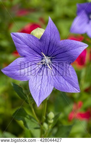 Chinese Bellflower (platycodon Grandiflorus) Flowering In The Garden. Platycodon Flowers. Close Up. 