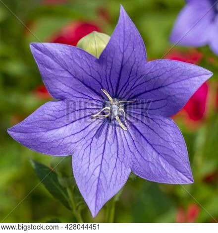 Chinese Bellflower (platycodon Grandiflorus) Flowering In The Garden. Platycodon Flowers. Close Up. 