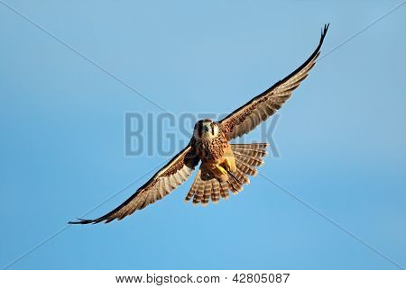 Falco biarmicus In volo