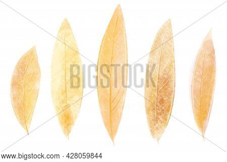 Set Of Autumn Leaves, Beige And Orange Oblong Leaves.