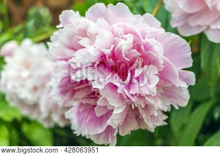 Blooming Delicate Pink Peony In Summer Garden After Rain With Drop. Paeonia Officinalis. Beautiful P