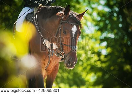 Portrait Of A Beautiful Bay Horse With A Bridle On Its Muzzle And A Rider In The Saddle Among The Gr